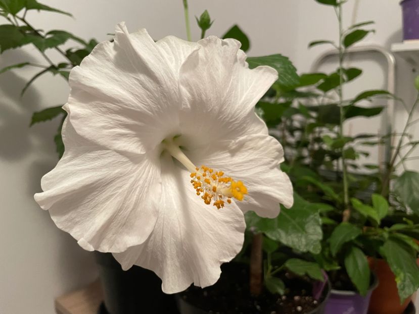  - 001 - Hibiscusi 2023