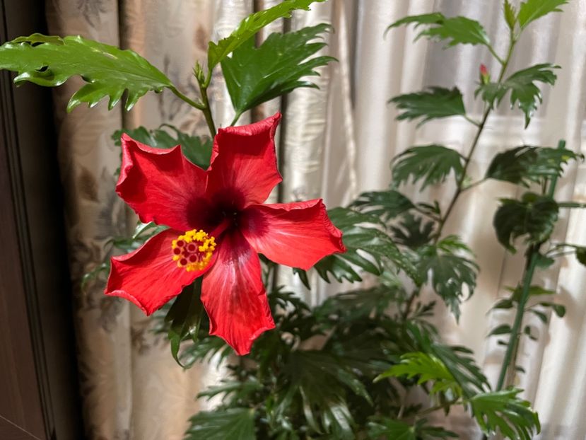  - 001 - Hibiscusi 2023