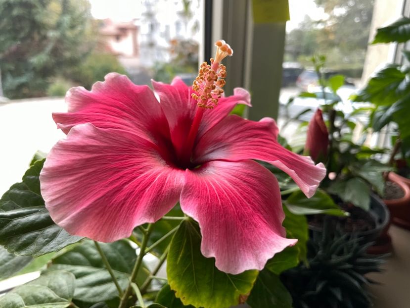  - 001 - Hibiscusi 2023