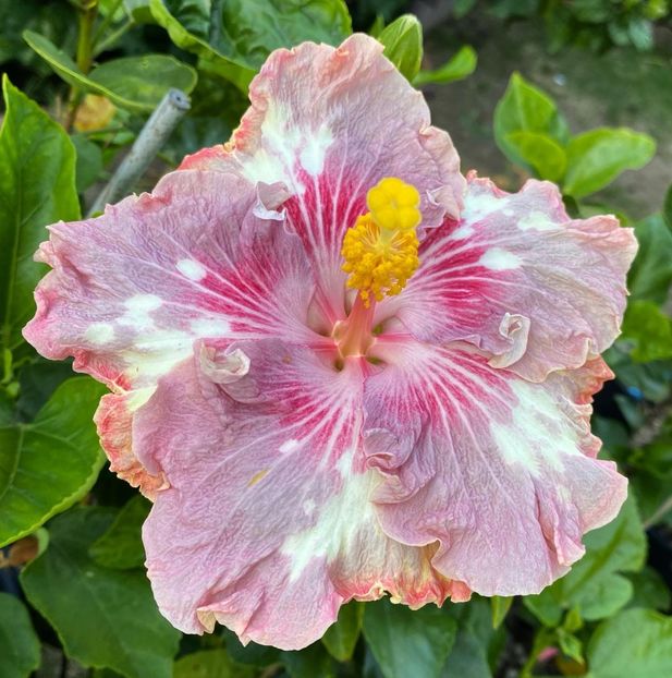 - Asia Rosette Nebula