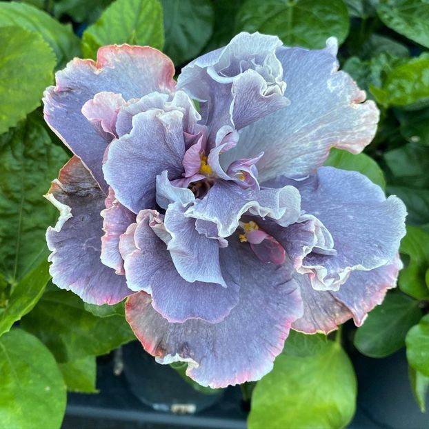  - Marianne Charleton