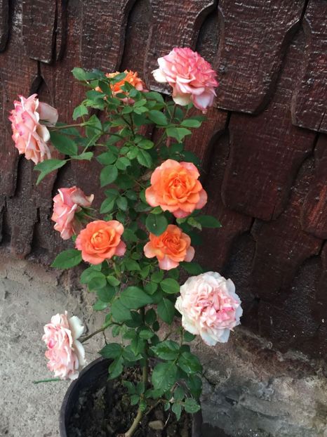 IMG-20230712-WA0003 - ROSE 2023