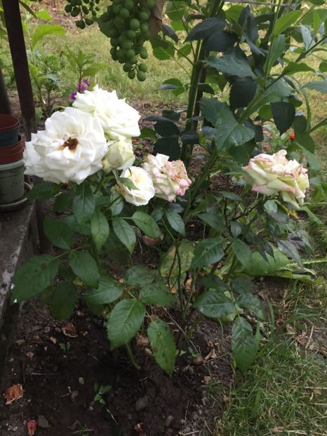 IMG-20230712-WA0004 - ROSE 2023