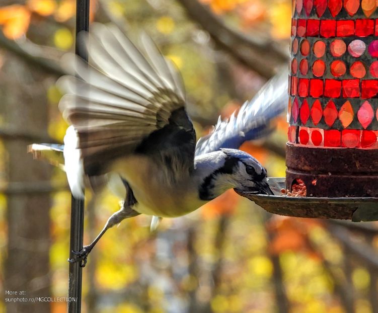Blue Jay - Gaita albastra canadiana 1 - C - BIRDS - Pasari