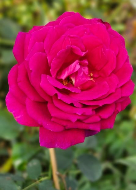  - Trandafiri 2023 3 2024