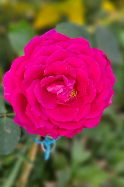  - Trandafiri 2023 3 2024