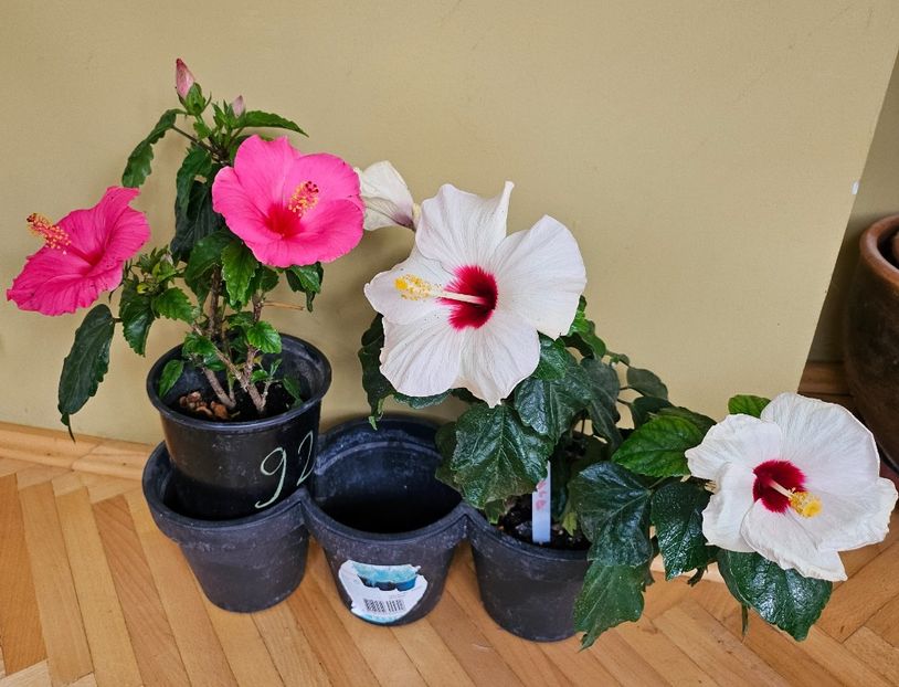  - Hibiscus