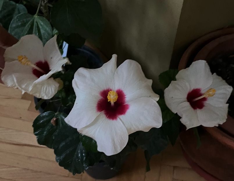 20231023_080309_IMG_0015 - Hibiscus