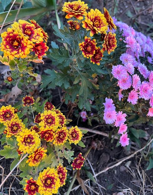 20231021_180301_IMG_9983 - Crizanteme 22 23 24