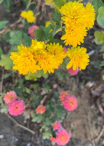 20231021_180247_IMG_9981 - Crizanteme 22 23 24