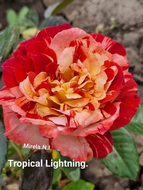  - Tropical Lightning