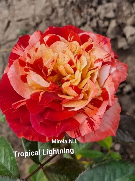  - Tropical Lightning