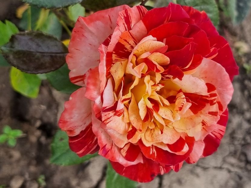  - Tropical Lightning