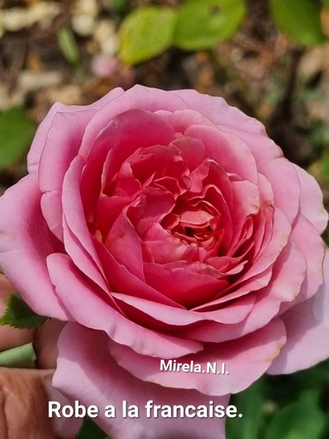  - Rode a la Francaise