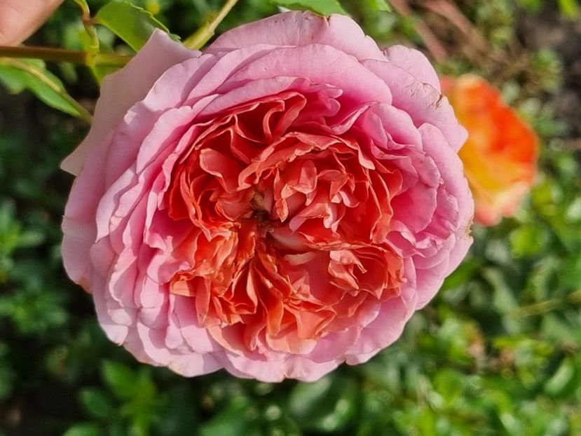  - Rode a la Francaise