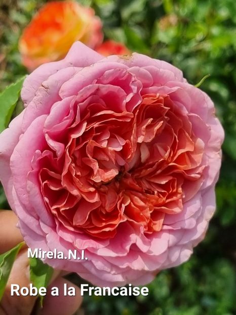  - Rode a la Francaise