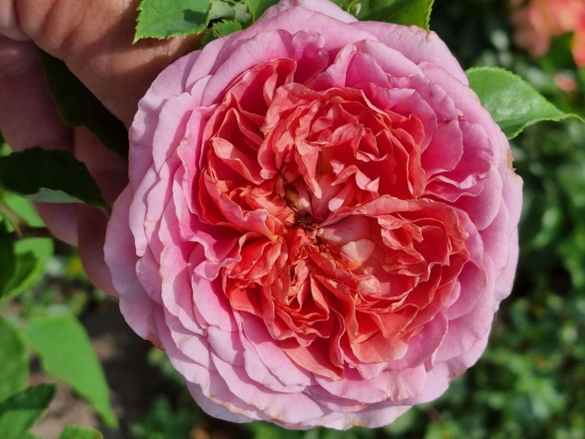  - Rode a la Francaise