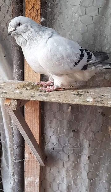 M 2020 - VOIAJOR ROMANESC DE FRUMUSETE MASCULI