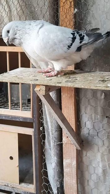 M 2020 - VOIAJOR ROMANESC DE FRUMUSETE MASCULI