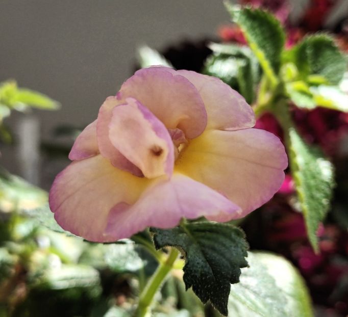  - BriDs Marion Miescke