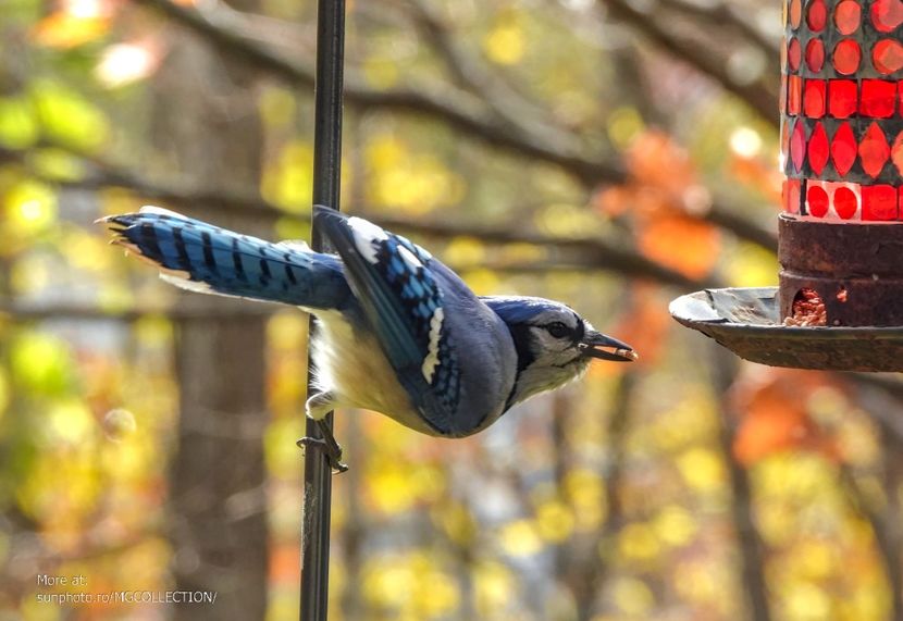 Blue Jay - Gaita albastra canadiana 2 - C - BIRDS - Pasari