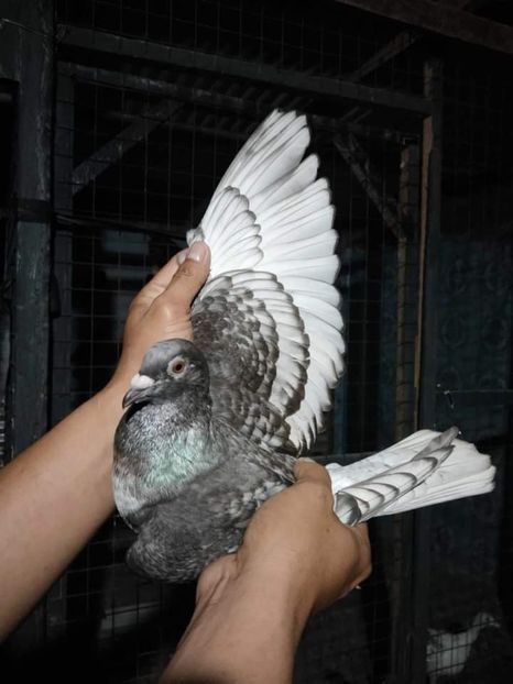  - Nu îmi aparțin 6