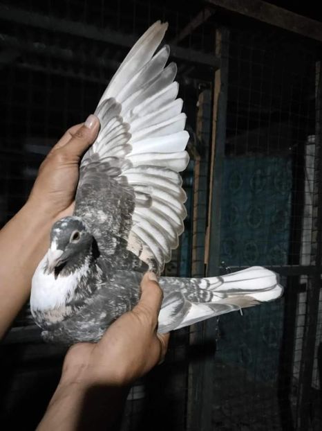  - Nu îmi aparțin 6