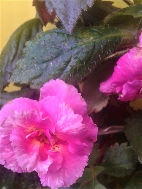  - 000018 ACHIMENES