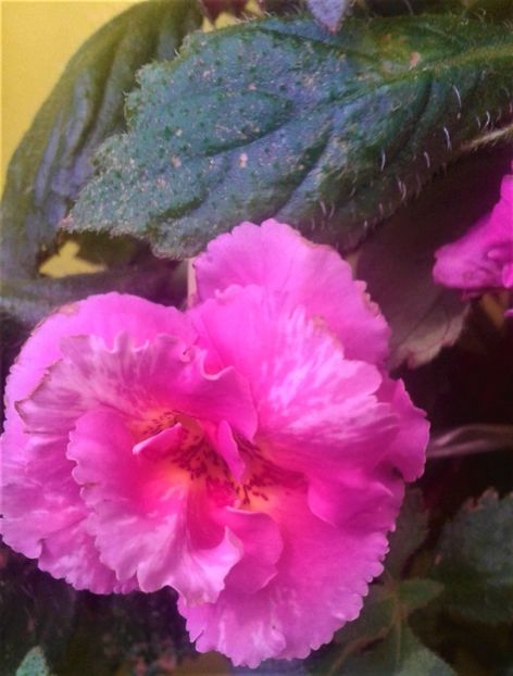  - 000018 ACHIMENES