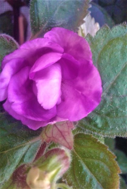  - 000018 ACHIMENES