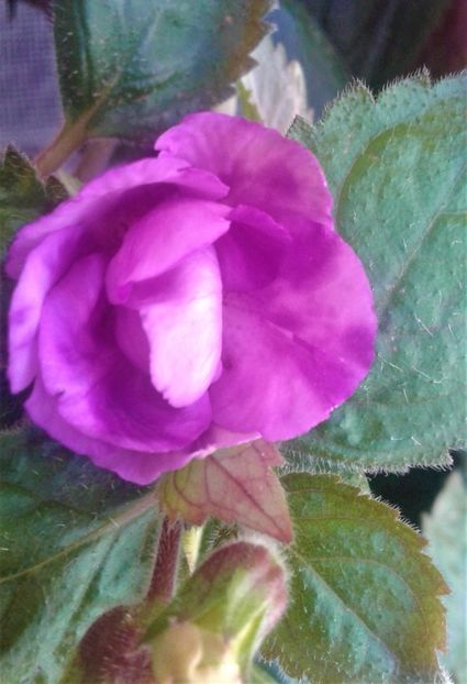  - 000018 ACHIMENES