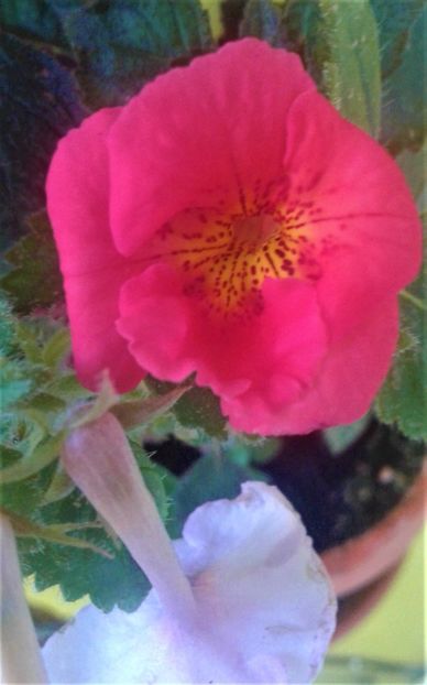  - 000018 ACHIMENES