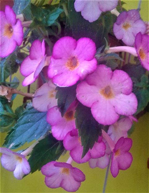  - 000018 ACHIMENES