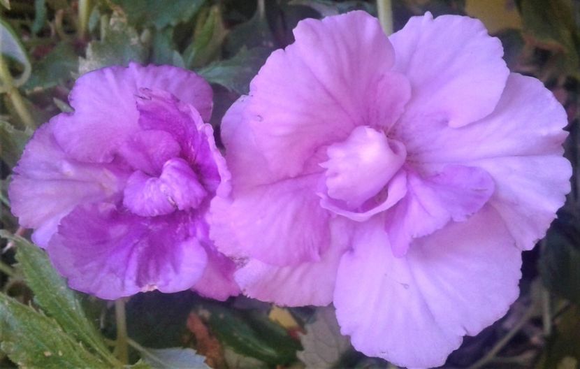  - 000018 ACHIMENES