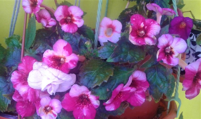  - 000018 ACHIMENES
