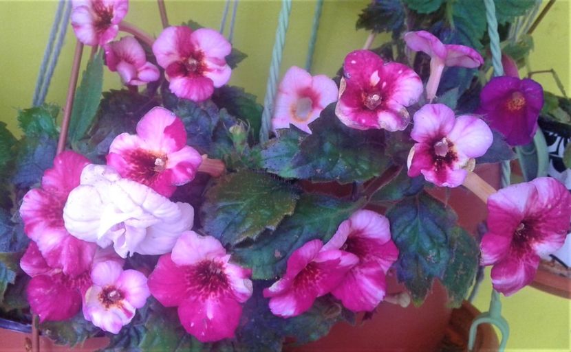  - 000018 ACHIMENES