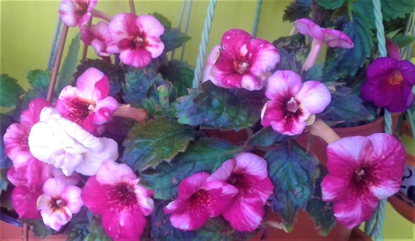  - 000018 ACHIMENES