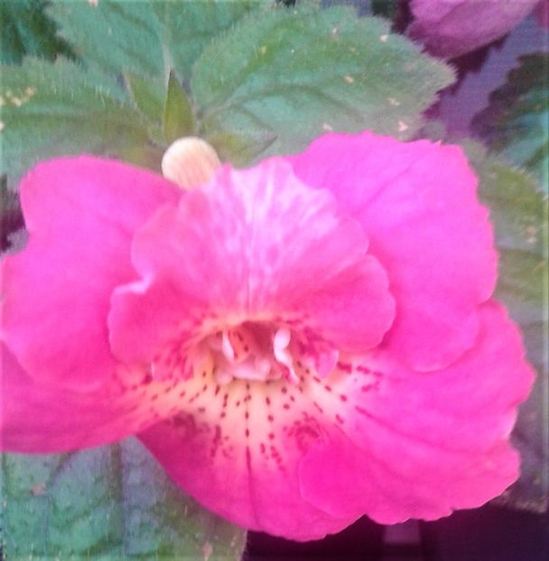  - 000018 ACHIMENES