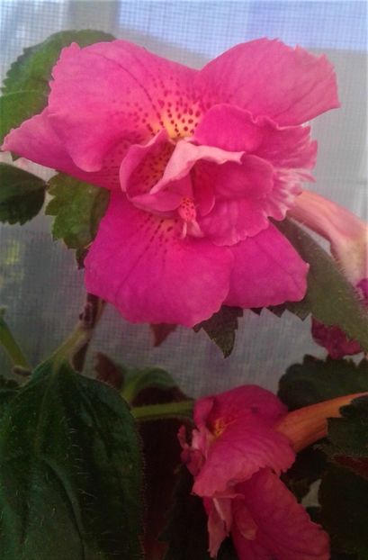  - 000018 ACHIMENES
