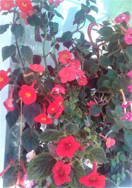  - 000018 ACHIMENES