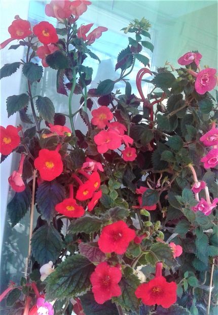  - 000018 ACHIMENES