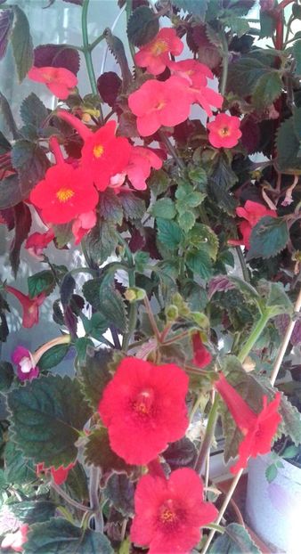  - 000018 ACHIMENES