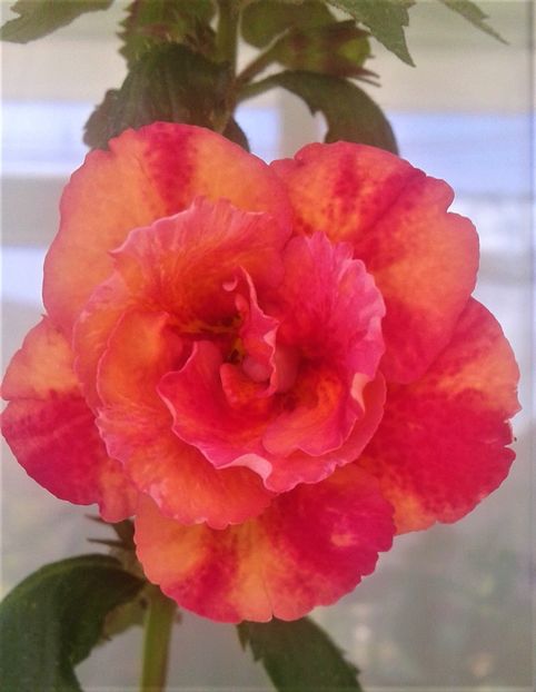  - 000018 ACHIMENES