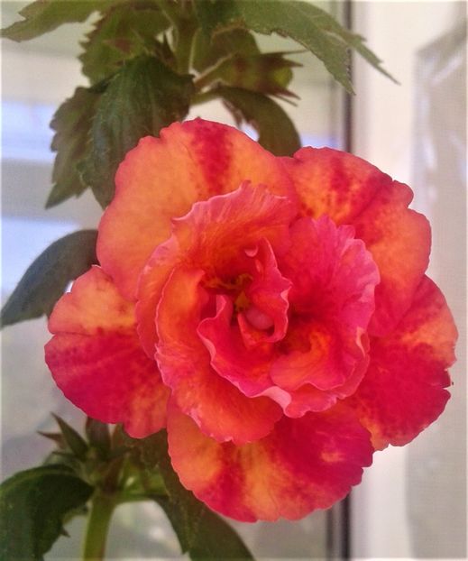  - 000018 ACHIMENES
