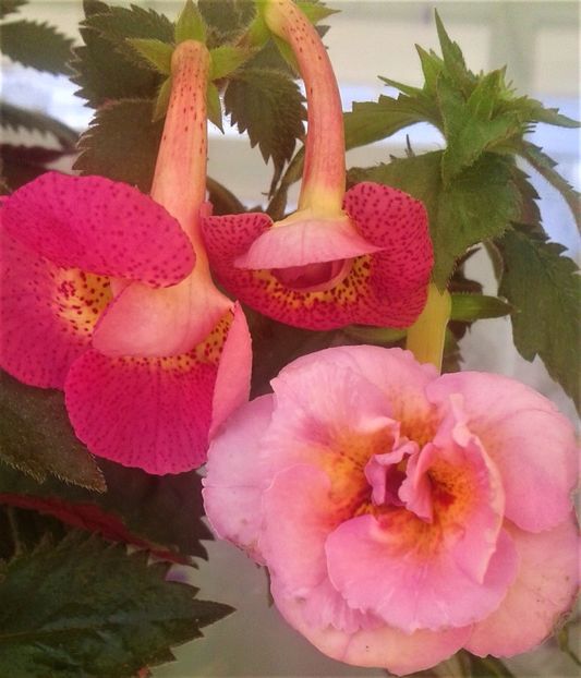  - 000018 ACHIMENES