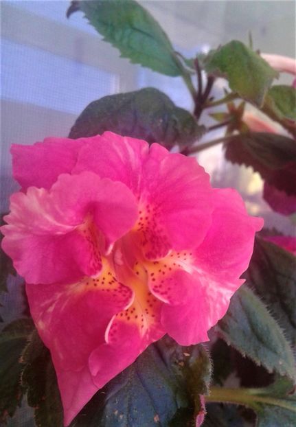  - 000018 ACHIMENES