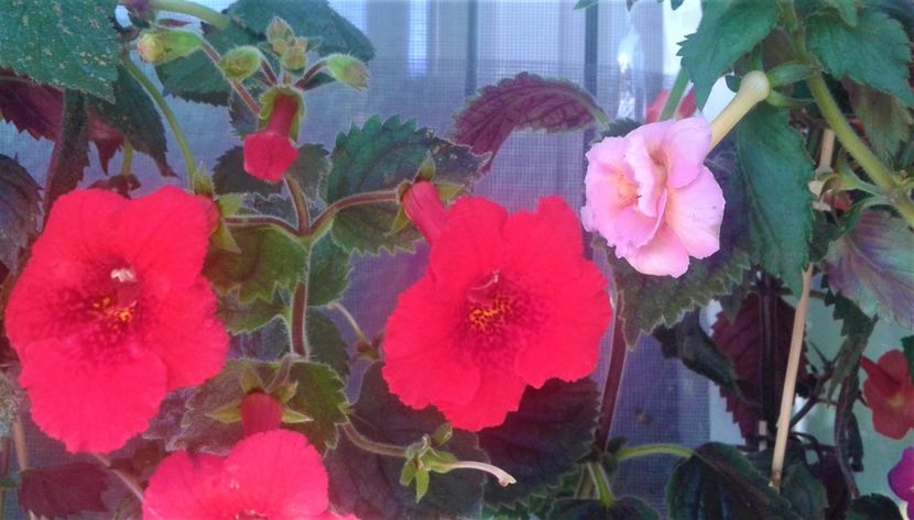  - 000018 ACHIMENES