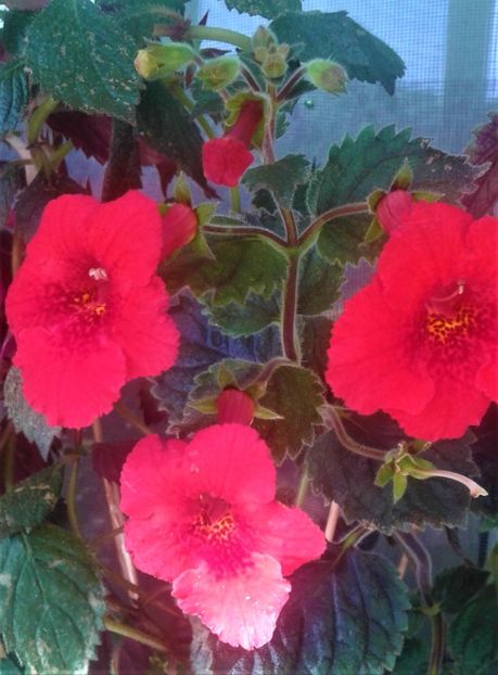  - 000018 ACHIMENES