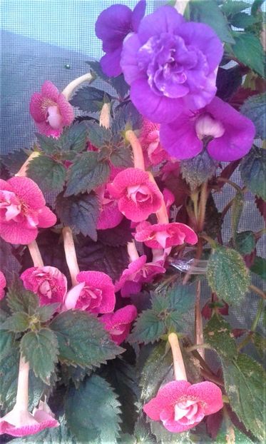  - 000018 ACHIMENES