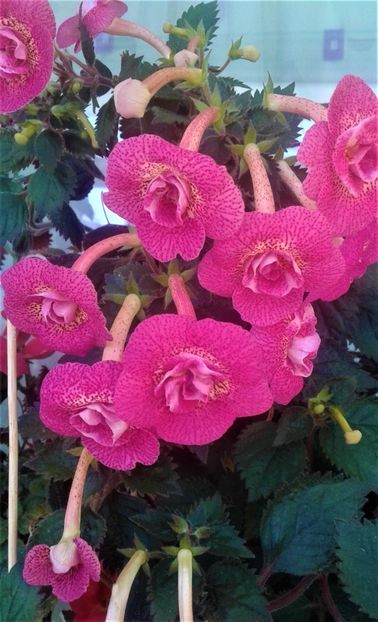  - 000018 ACHIMENES